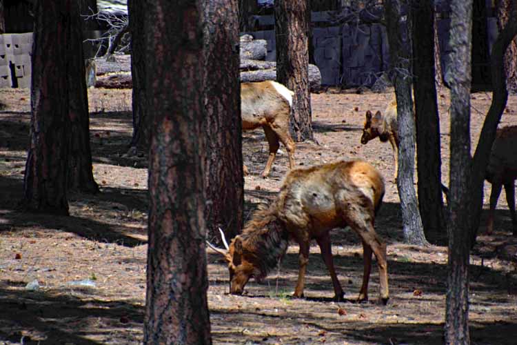 elk herd